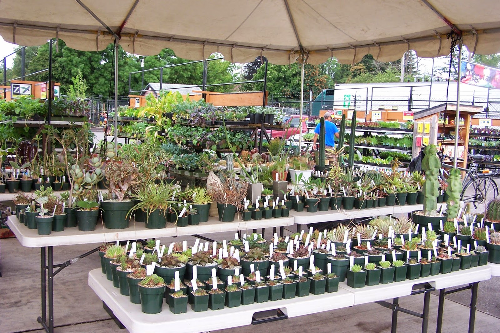 Oregon Cactus Blog Oregon Cactus & Succulent Society "Succulent Plant Fest"