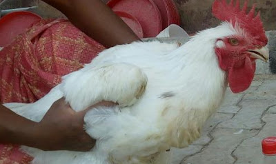 man steals chicken abuja farm