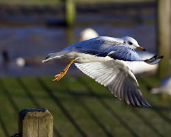 take seagull wallpapers birds border flying wallpapersafari saversplanet seagulls