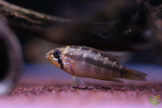 Apistogramma sp. Breitbinden / from Saogabriel F1