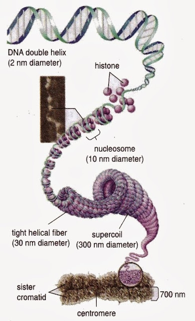 Massive one girl orgy