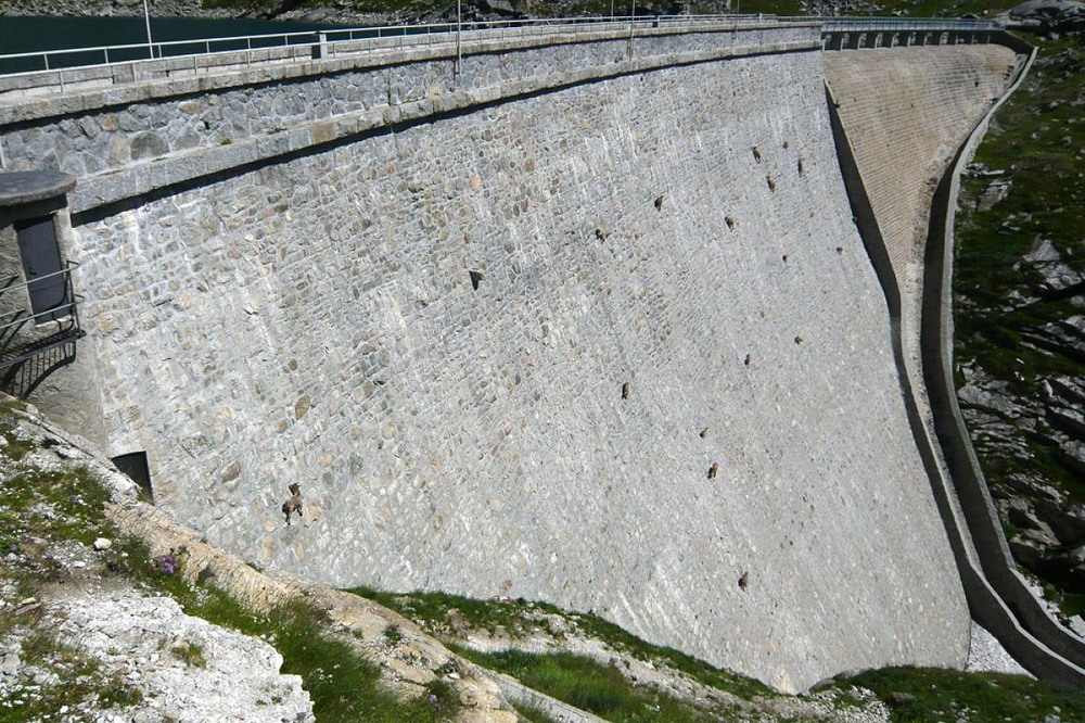 alpine ibex climbing dams