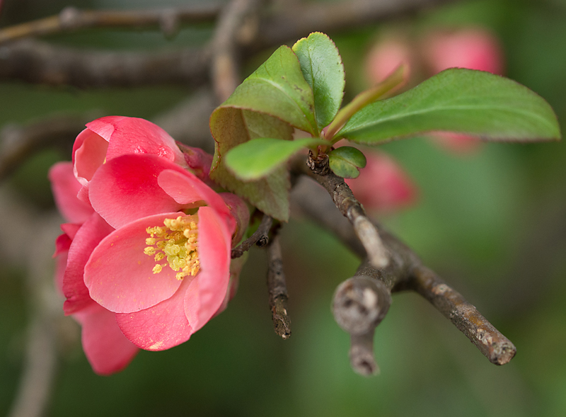 FocusingOnLife When the Quince Bloom....
