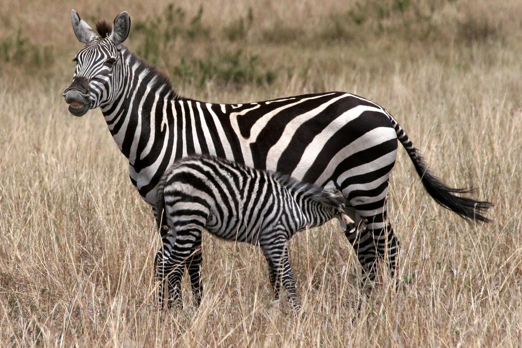 Бебра картинка животного