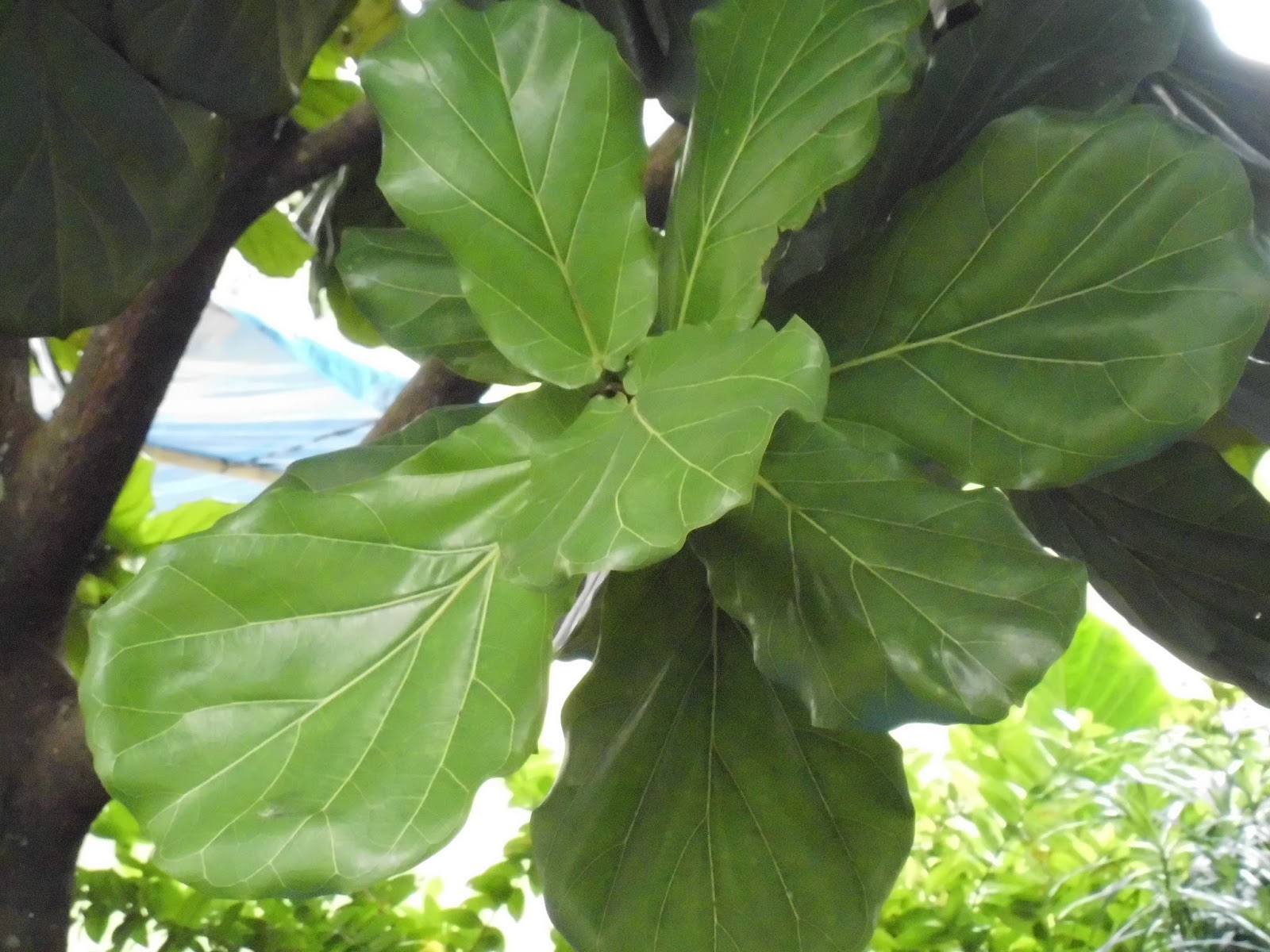 Exotic Plants in Indonesia Pohon Biola Cantik