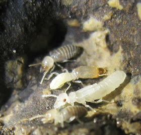 Workers, soldier and reproductive larva of Labritermes buttelreepini
