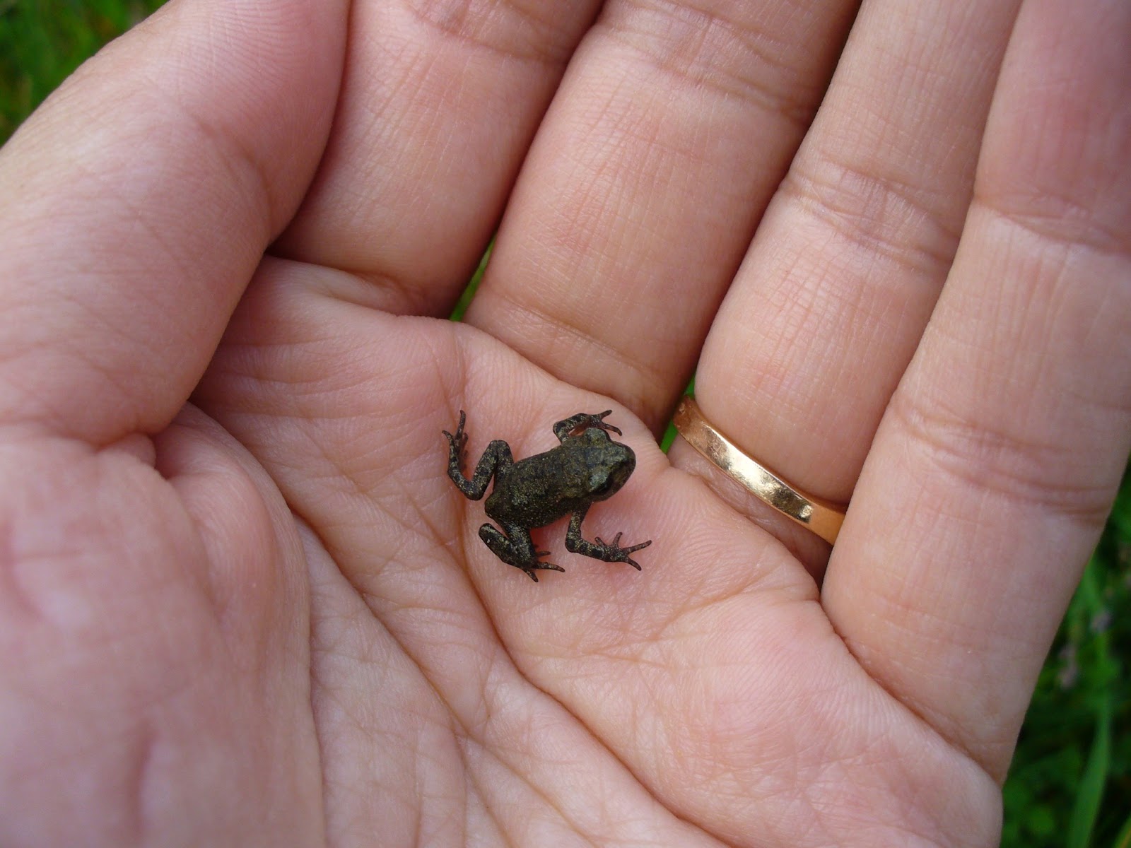 Микро животное. Paedophryne amauensis лягушка. Ноблела лягушка. Лягушка микроквакша. Самая маленькая лягушка.