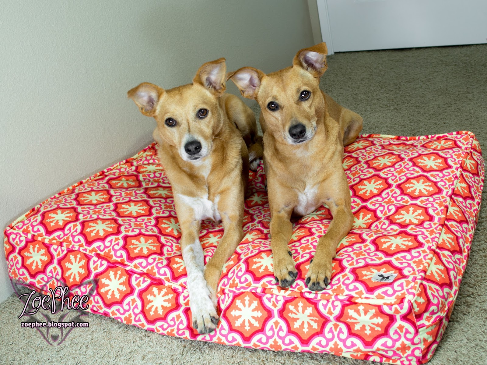 ZoePhee Comfy & Stylish Dog Beds from Molly Mutt! Review