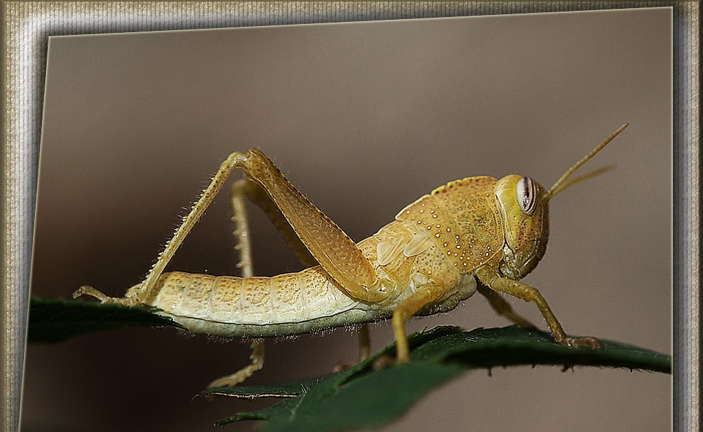BIBLIA - ANIMALES: ARGOL, LANGOSTíN, HAGAB