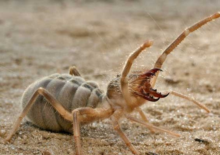 videos de erección de araña de plátano de