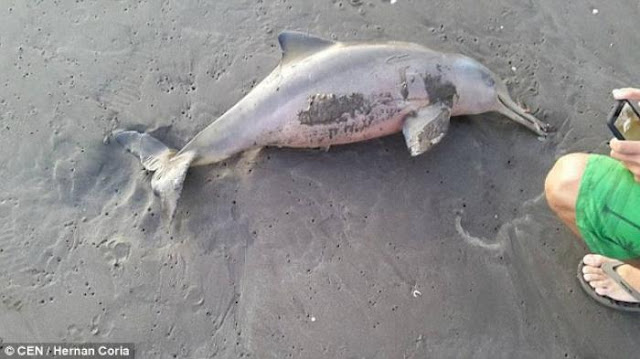 Lumba-lumba Langka Ditemukan Mati di Daerah Konservasi Myanmar