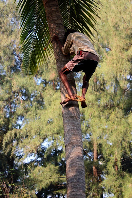 man climbing down a coconut tree