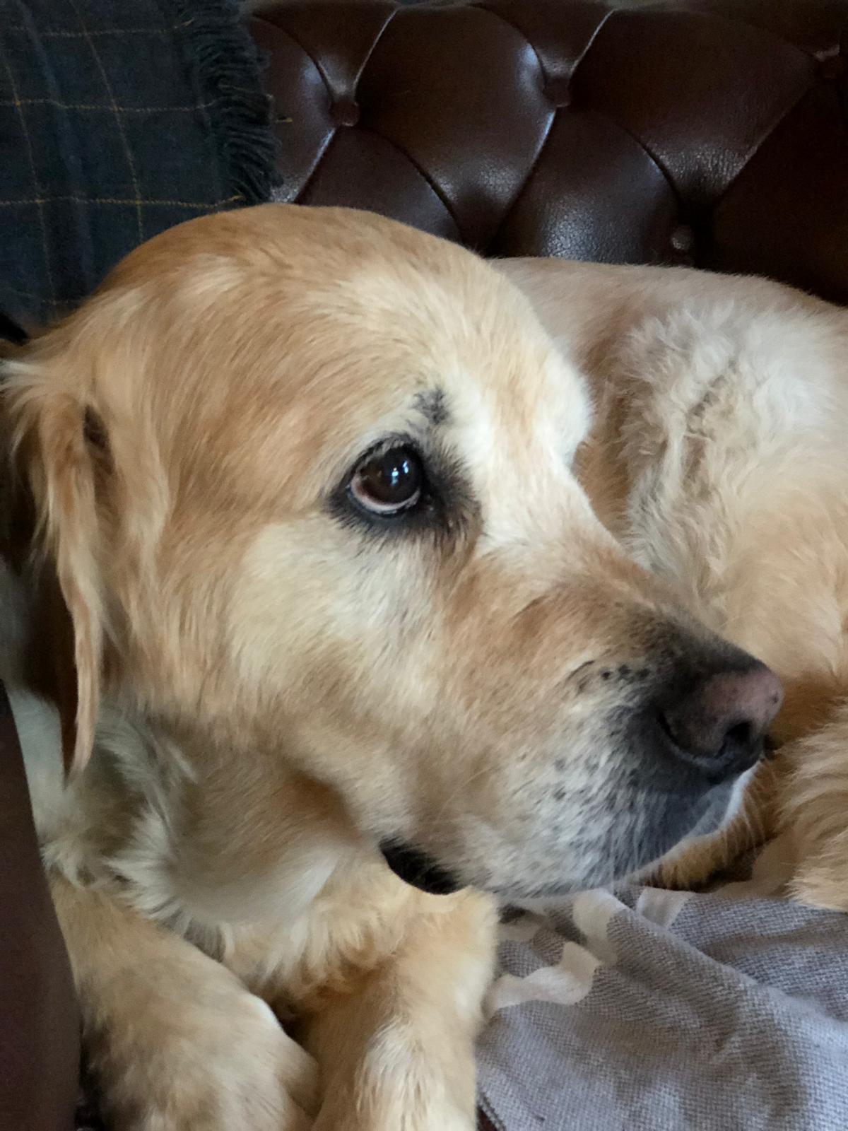 TeacupInTheGarden 10 Dinge warum ein Leben mit Hund einfach besser ist