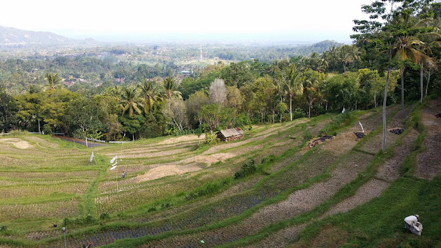 Arrozales en Bali