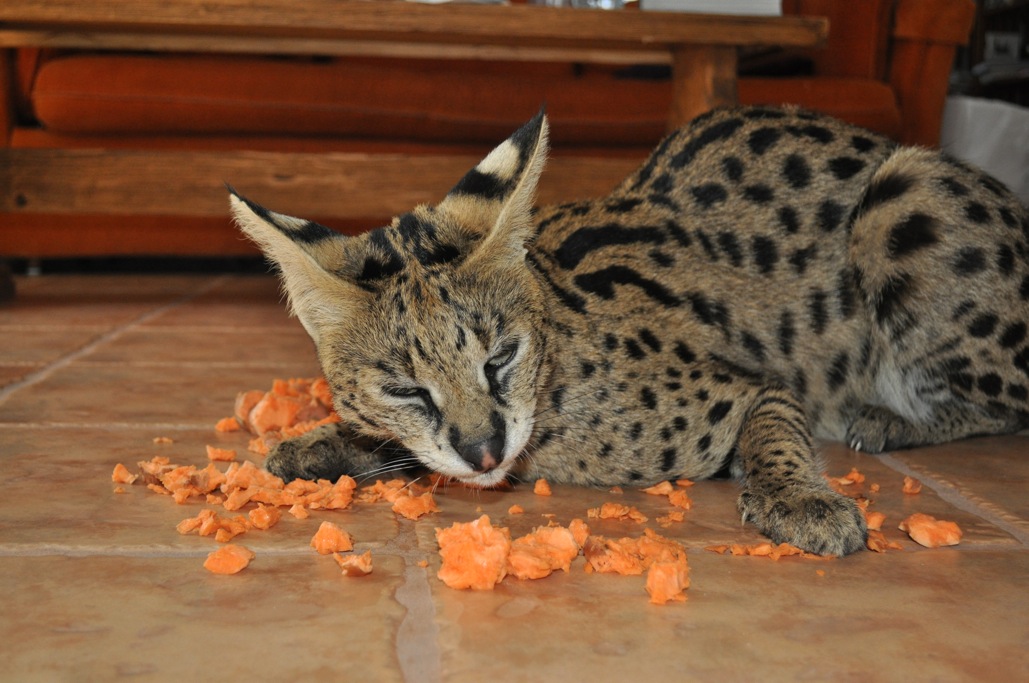 Kyprioth Serval Diet