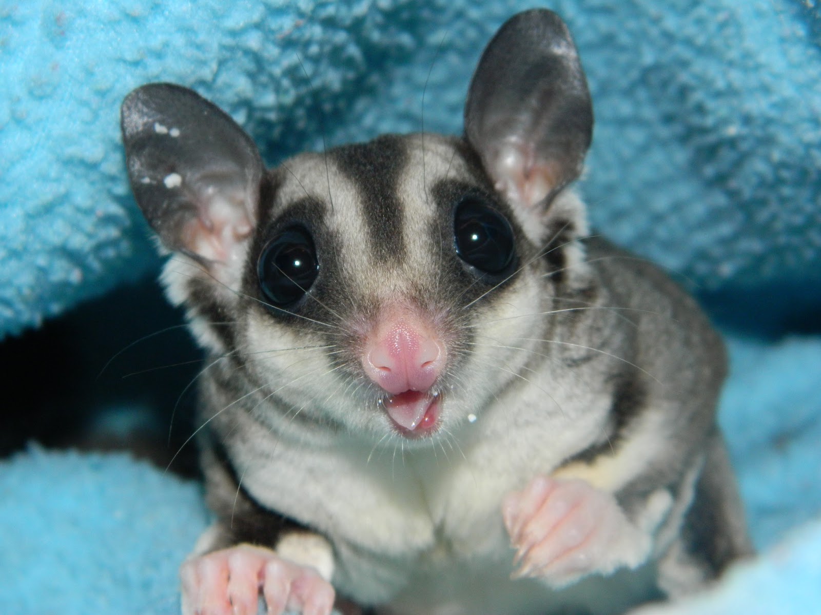 The Compulsive Ramblings Of A Philotherian Sugar glider love...