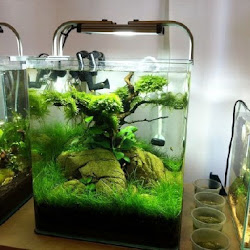 Kisaran Harga Aquascape Mini Murah Meriah Di Toko Sebelah