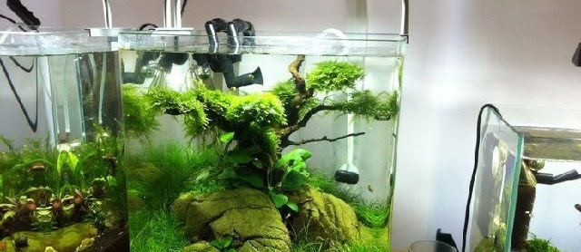 Kisaran Harga Aquascape Mini Murah Meriah di Toko Sebelah