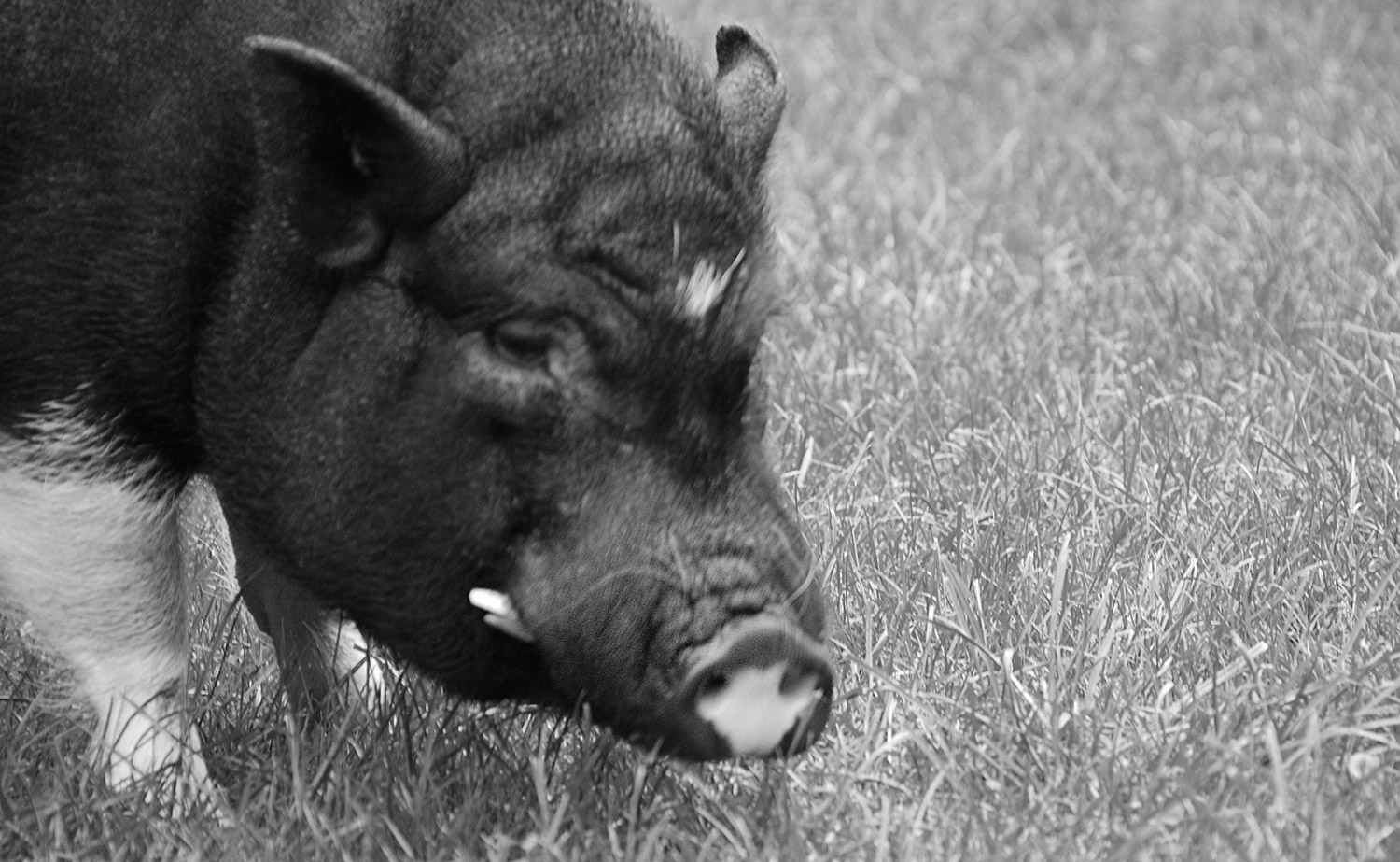 KuneCoco • Schweinelovestory 18 • Gibt es einen Schweinehimmel? KuneCoco • Schweinelovestory 18 • Gibt es einen Schweinehimmel?