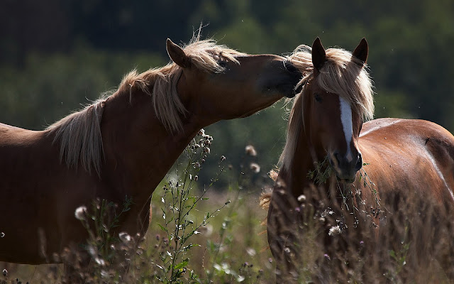 Two cuddling brown horses