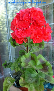 Уникальный вид растения