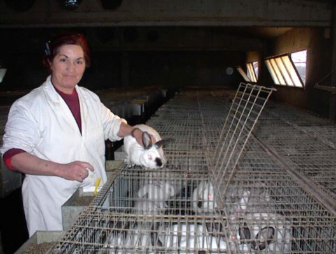 COMO INICIAR SU NEGOCIO DE CRIA Y VENTA DE CONEJOS COMO INICIAR SU NEGOCIO DE CRIA Y VENTA DE CONEJOS