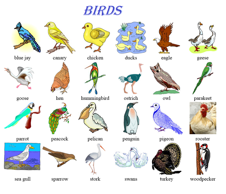 I a bird перевод. Птицы на английском языке. Названия птиц на англ. Птица на английском картинка. Птицы ра английсктм.