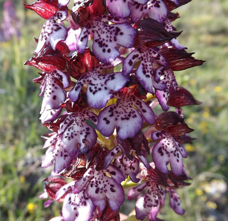 Wild Nature of the Cantabrian Mountains (Spain) The Orchid Archive