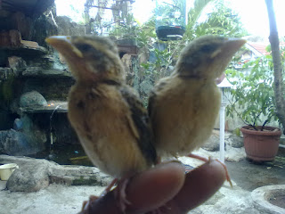 Burung Cendet - Penyakit Mencret yang Menyerang Burung Cendet dan Cara Penangannannya - Penangkaran Burung Cendet Burung Cendet - Penyakit Mencret yang Menyerang Burung Cendet dan Cara Penangannannya - Penangkaran Burung Cendet