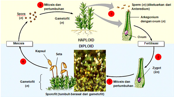 Metagenesis Flora Lumut Beserta Bagan Metagenesis Lumut Semua Ada