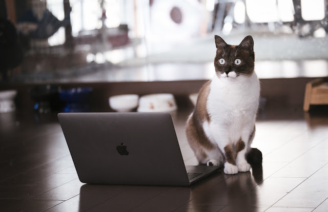 バックエンドエンジニアを目指す猫 バックエンドエンジニアを目指す猫