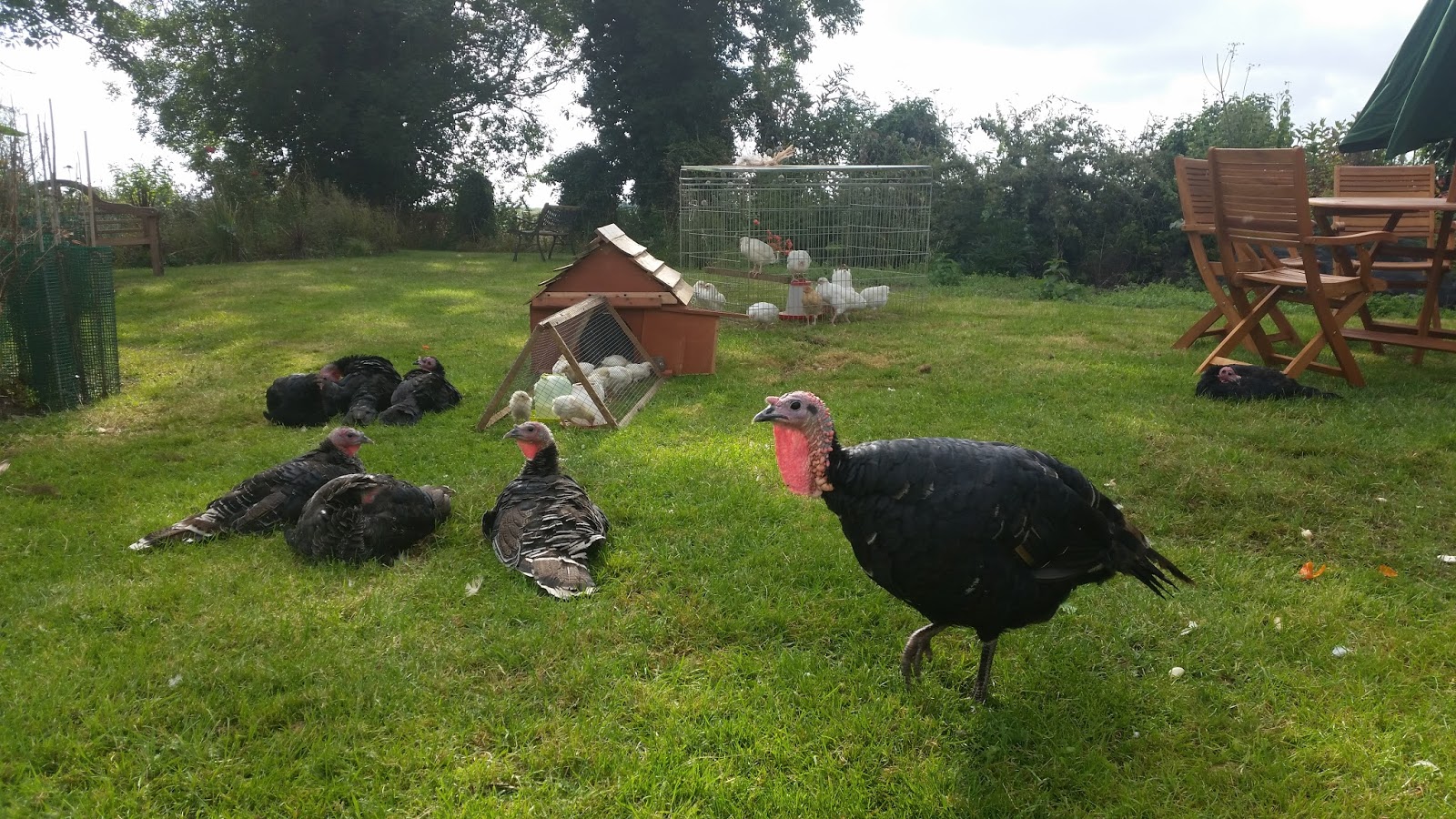 Tales from Swallow Farm Broad Beans Sleeping In A Blankety Bed...