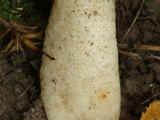 Phallus hadriani DSC47315