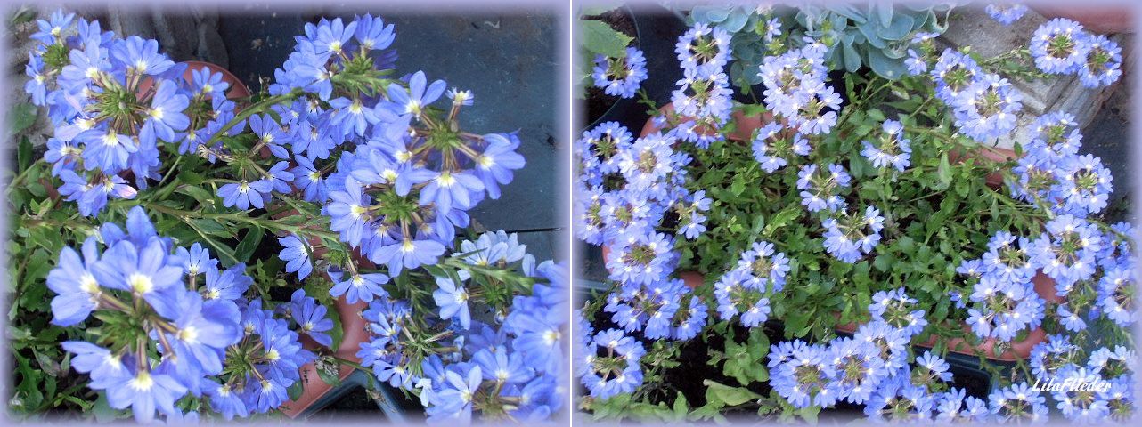 LilaFliederGarten Einjährige Sommerblumen im Rückblick(2)