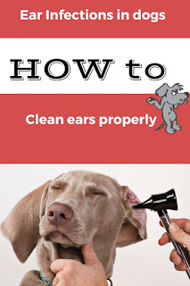 Holistic Medicine For Dogs Ear Infection Holistic Medicine For Dogs Ear Infection