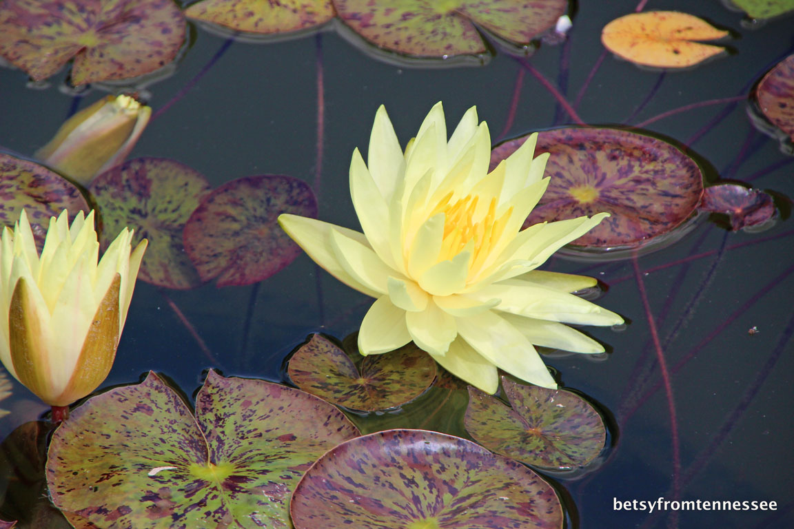 JOYFUL REFLECTIONS Sunflowers and Water Lilies