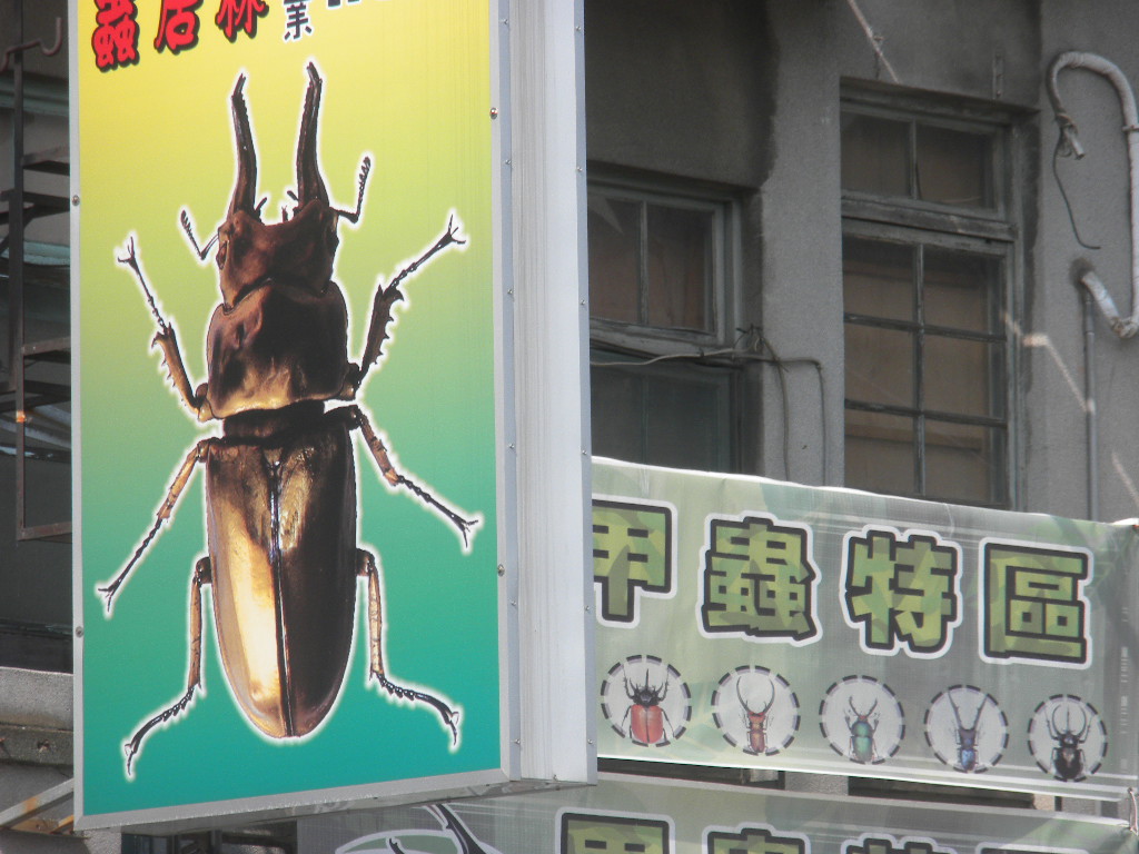 Mike's Trip: Beetles/Beatles