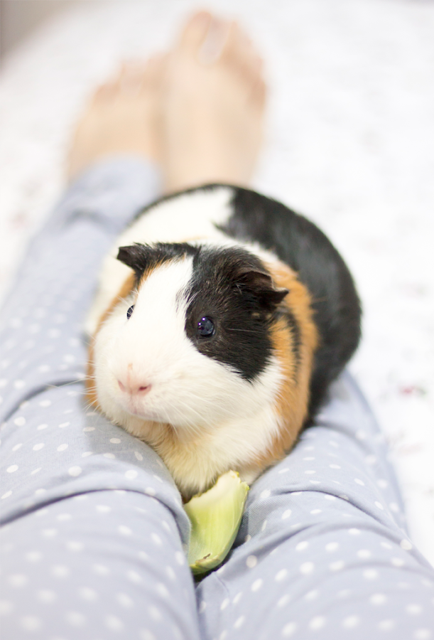 fotografia-cobaya-kevin