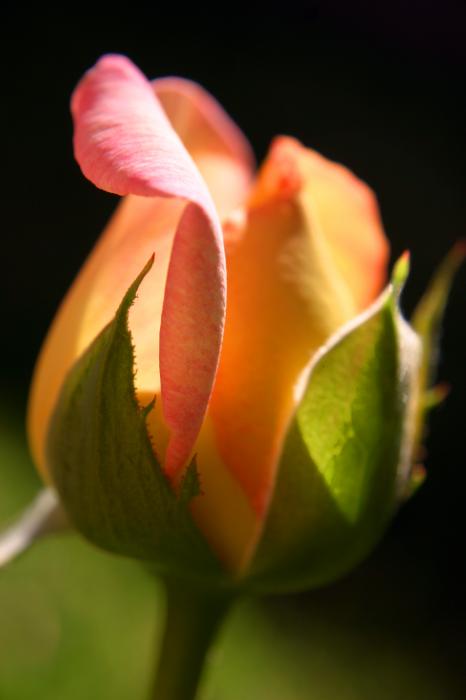  rose photo poems 
