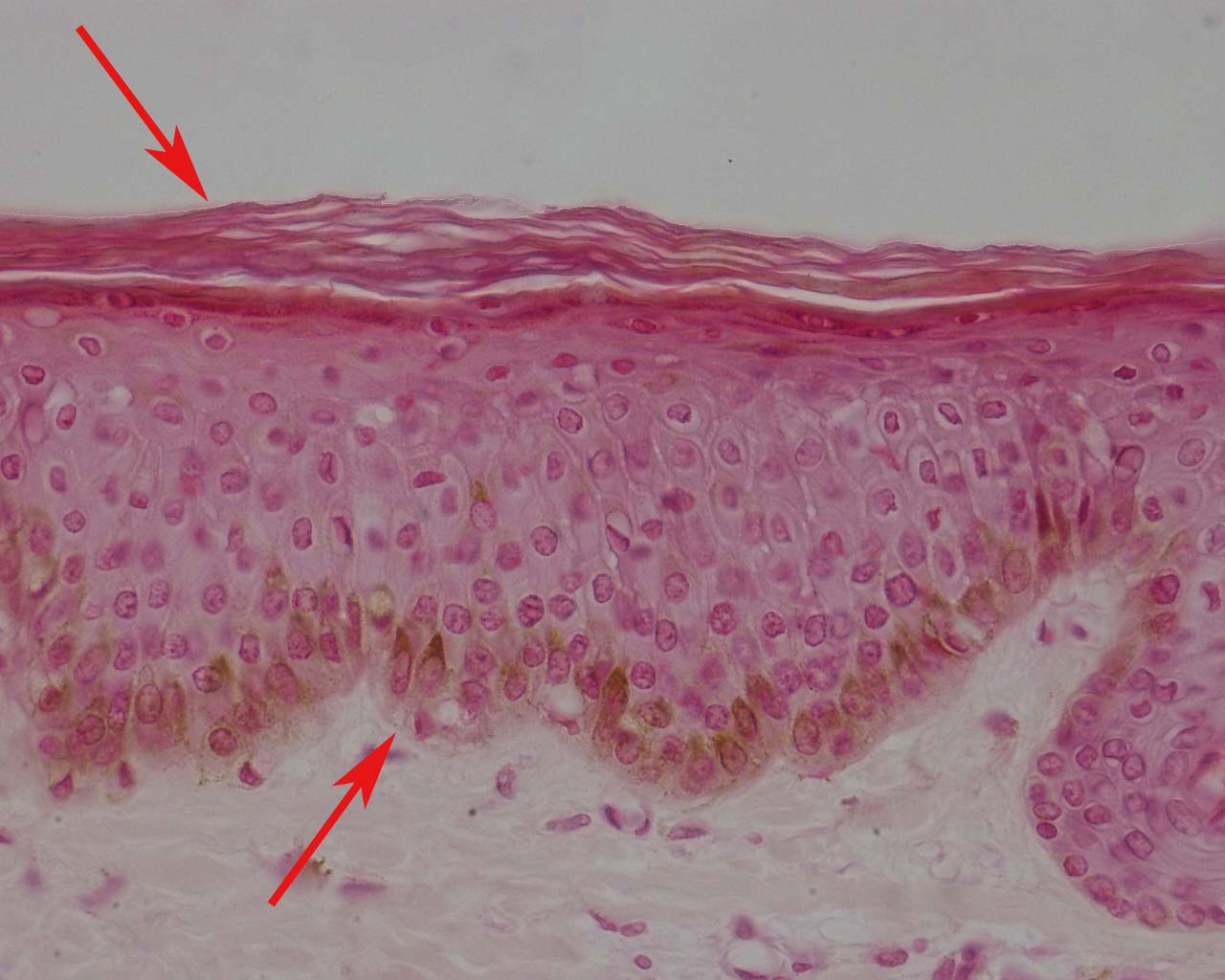 Histologia Animal Tecido Epitelial