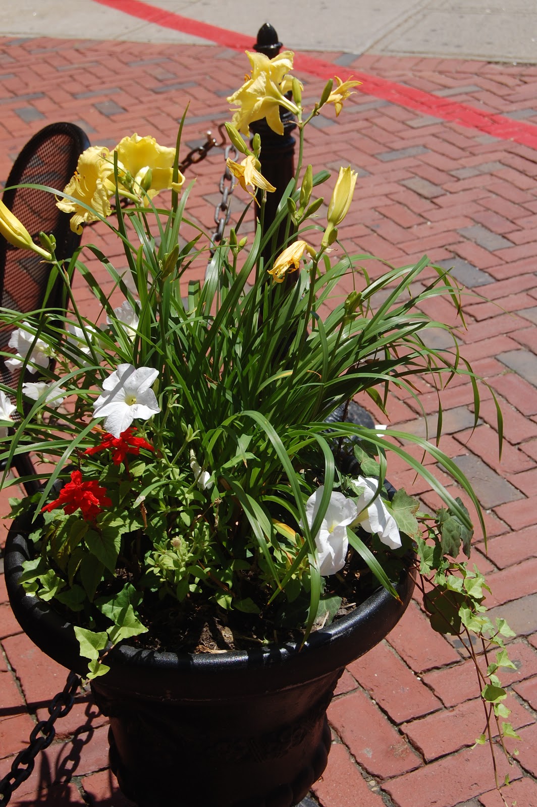 Sprouts Flowers Around Town Salem in the Summer