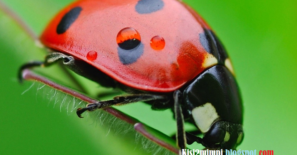 9+ Seribu Mimpi Kumbang