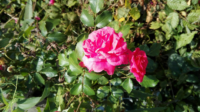 Twee roze rozen