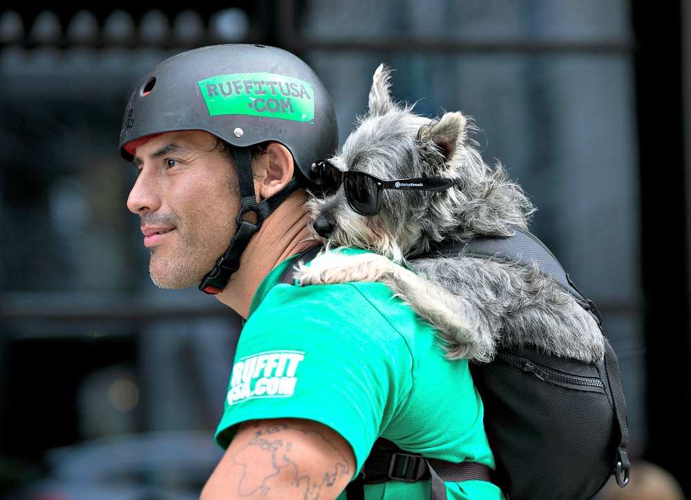 ruffit dog carrier backpack