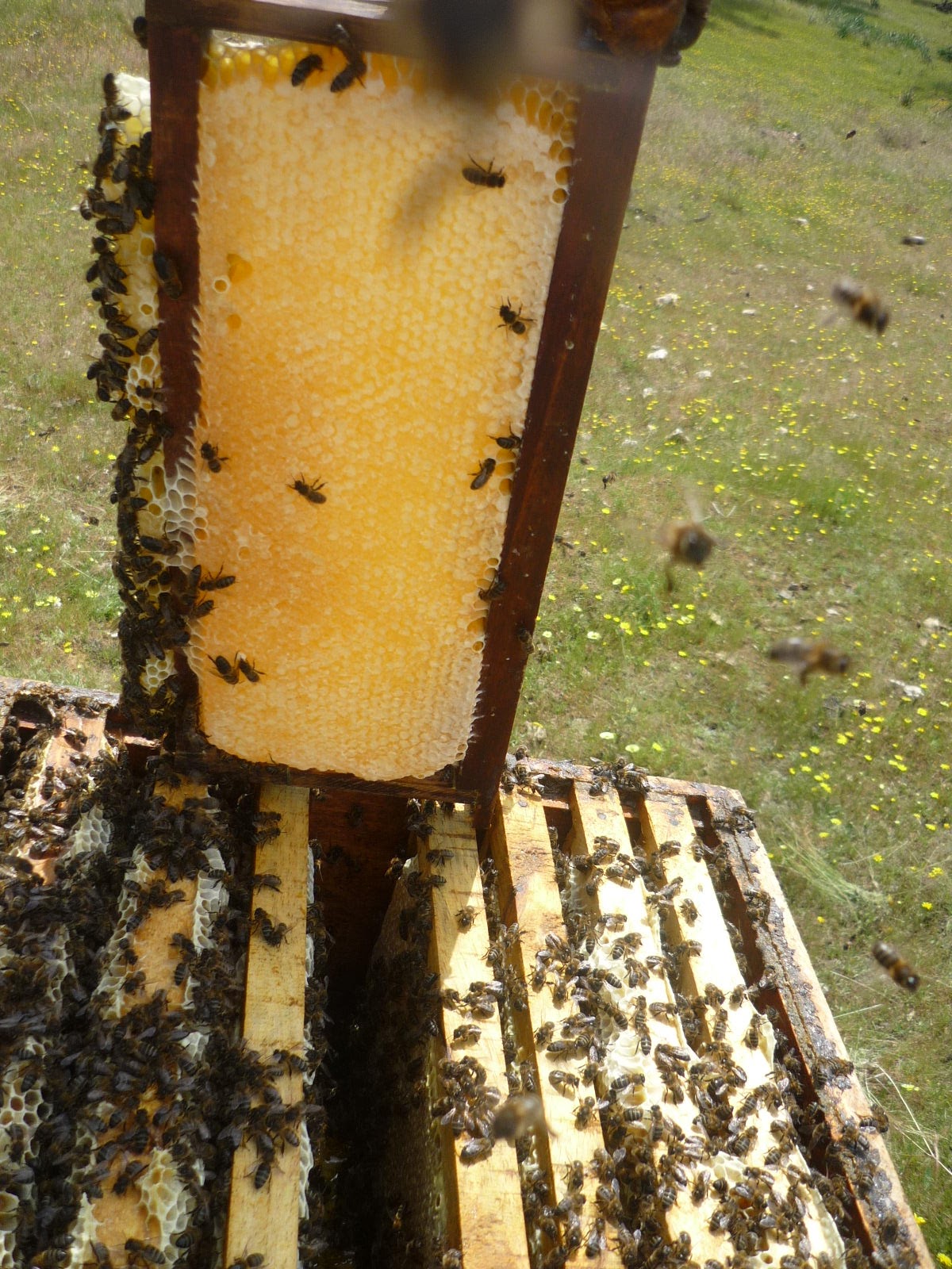 Beekeeping in Portugal > Best honey in the world My bees produce the