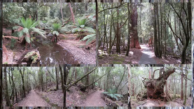 Day Trip to Mount Field National Park Near Hobart Tasmania - Primordial Forests