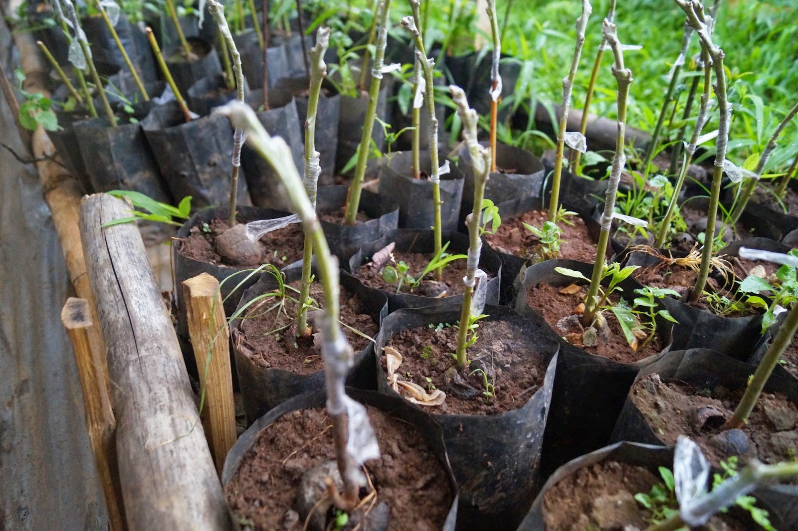 Experimental Farming: CrowdFunding In Farming, Project Hass Avocado.