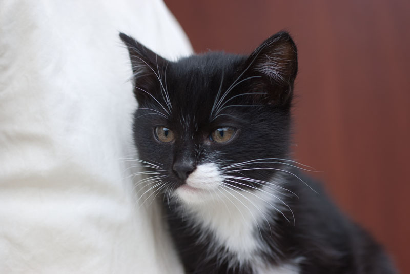 Handmade by Smilla: Кому подарить котенка?