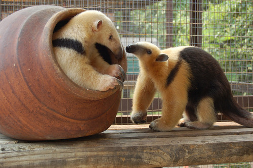Animals World: wallpaers of animal northern tamandua collection