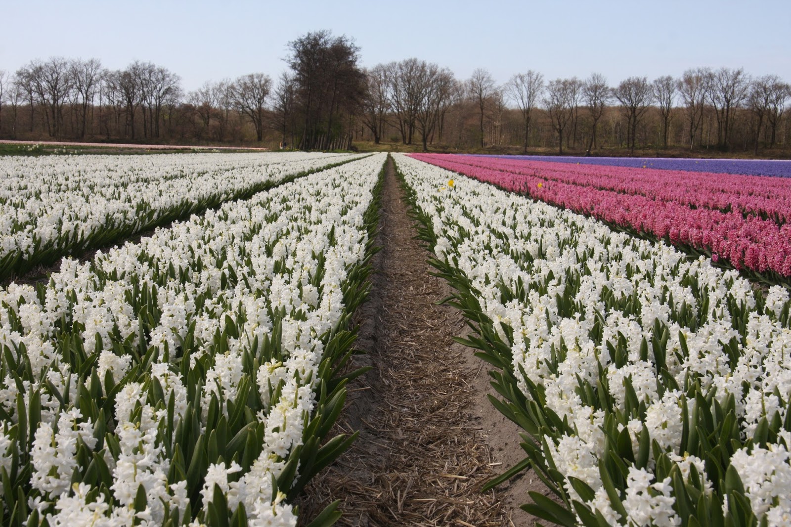 Питомники голландии